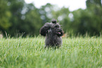 running Miniature Poodle