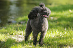 Miniature Poodle