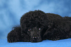 lying Miniature Poodle