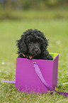 Miniature Poodle Puppy