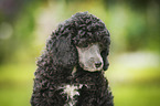 Miniature Poodle Puppy