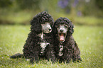 Miniature Poodle Puppies