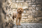 toy poodle