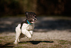 Miniature Poodle