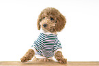 Toy Poodle Puppy