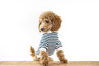 Toy Poodle Puppy