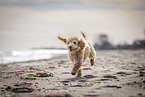 Toy Poodle Puppy