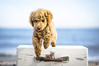 Toy Poodle Puppy