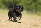 Miniature Poodle