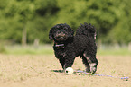 Miniature Poodle