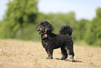 Miniature Poodle