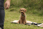 Miniature Poodle