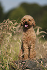 Miniature Poodle