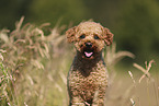 Miniature Poodle