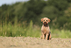 Miniature Poodle