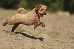 Miniature Poodle