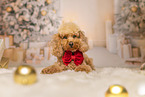 Miniature Poodle