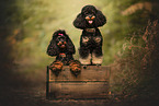 Miniature Poodle