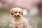 Toy poodle