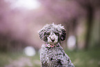 Toy poodle