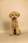 Toy Poodle