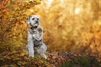 Miniature poodle at autumn