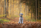 Miniature poodle at autumn