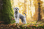 Miniature poodle at autumn