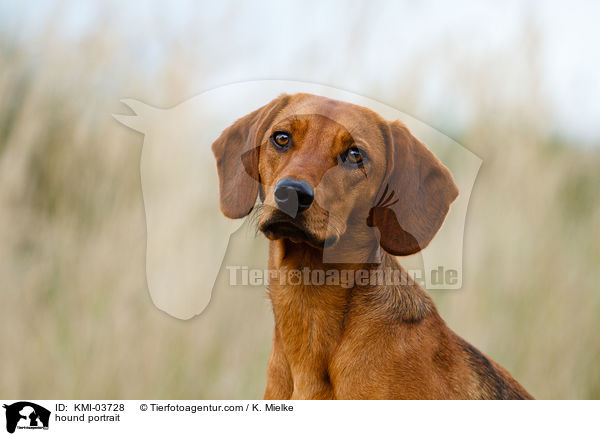 Tiroler Bracke Portrait / hound portrait / KMI-03728