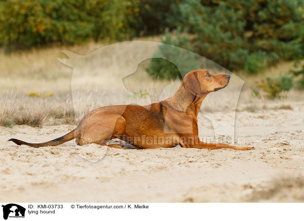 liegende Tiroler Bracke / lying hound / KMI-03733