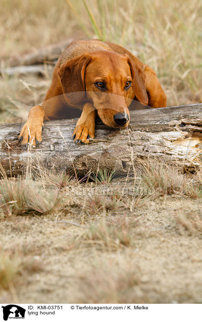 liegende Tiroler Bracke / lying hound / KMI-03751