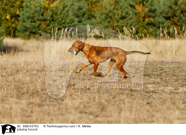 spielene Tiroler Bracke / playing hound / KMI-03763