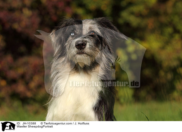 Wller Portrait / Waeller SheepdogPortrait / JH-10388
