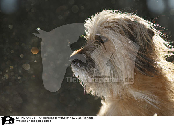 Wller Portrait / Waeller Sheepdog portrait / KB-04701