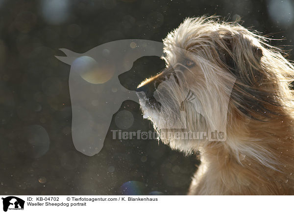 Wller Portrait / Waeller Sheepdog portrait / KB-04702