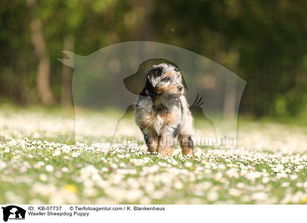 Wller Welpe / Waeller Sheepdog Puppy / KB-07737