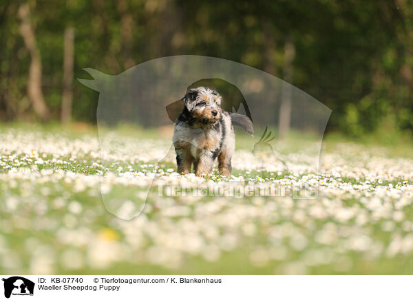 Wller Welpe / Waeller Sheepdog Puppy / KB-07740