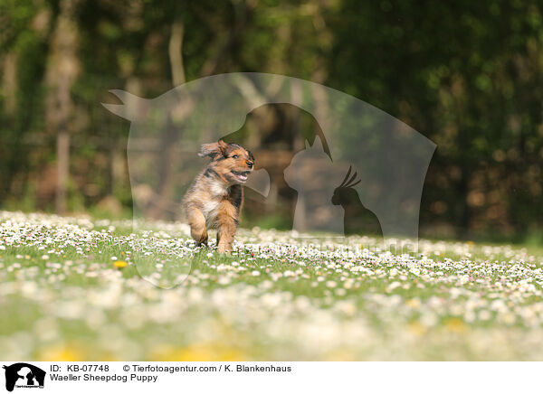 Wller Welpe / Waeller Sheepdog Puppy / KB-07748