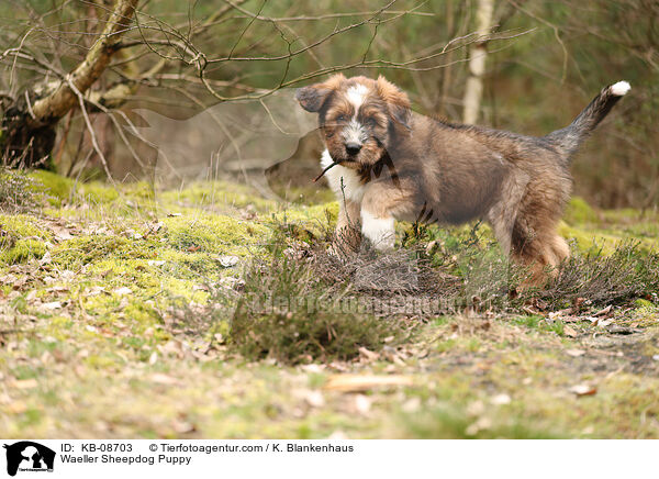 Wller Welpe / Waeller Sheepdog Puppy / KB-08703