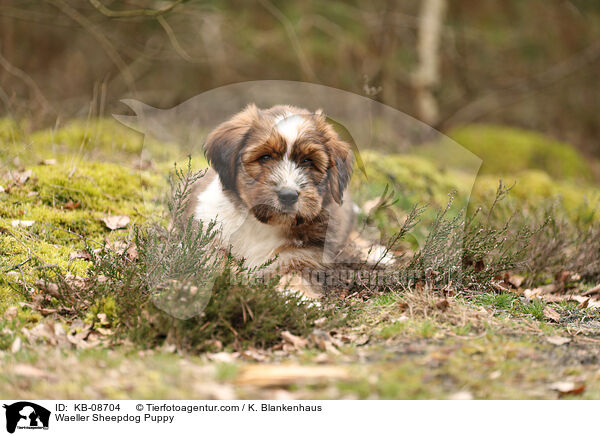 Wller Welpe / Waeller Sheepdog Puppy / KB-08704