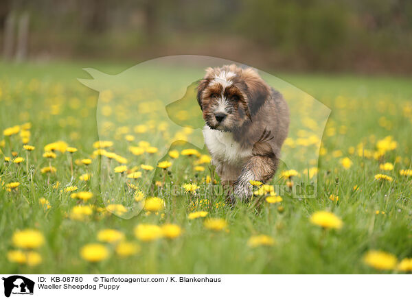 Wller Welpe / Waeller Sheepdog Puppy / KB-08780