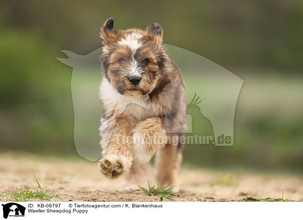 Wller Welpe / Waeller Sheepdog Puppy / KB-08797