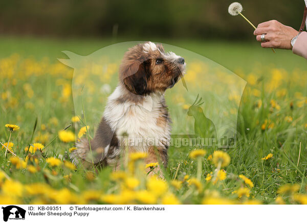 Wller Welpe / Waeller Sheepdog Puppy / KB-09351