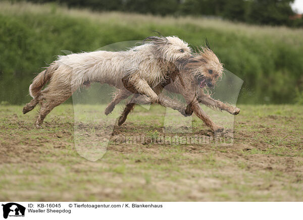 Wller / Waeller Sheepdog / KB-16045