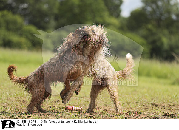 Wller / Waeller Sheepdog / KB-16078