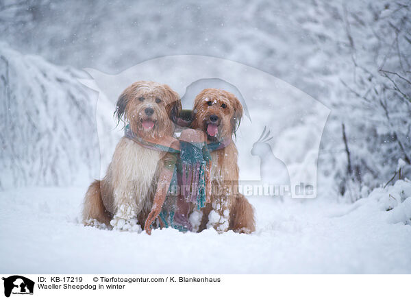 Wller im Winter / Waeller Sheepdog in winter / KB-17219