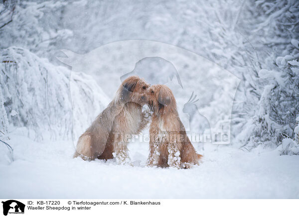 Wller im Winter / Waeller Sheepdog in winter / KB-17220