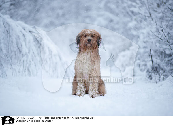 Wller im Winter / Waeller Sheepdog in winter / KB-17221