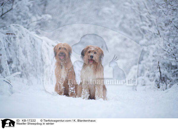 Wller im Winter / Waeller Sheepdog in winter / KB-17222