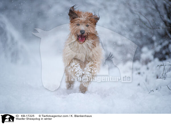 Wller im Winter / Waeller Sheepdog in winter / KB-17225